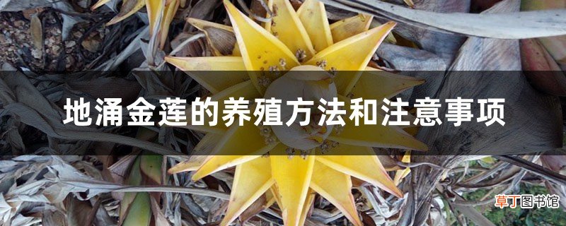 地涌金莲的养殖方法和注意事项