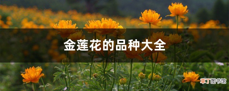 金莲花的品种大全