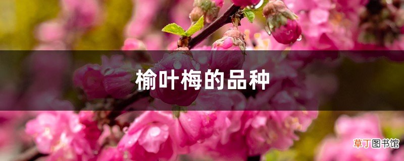 榆叶梅的品种