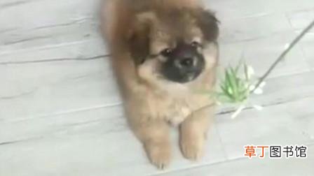 有哪些有灵性的家畜和家禽 狗的灵性特点有哪些