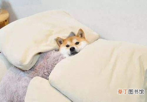 寒露时节谨防三种病，多吃这七种豆让你更健康