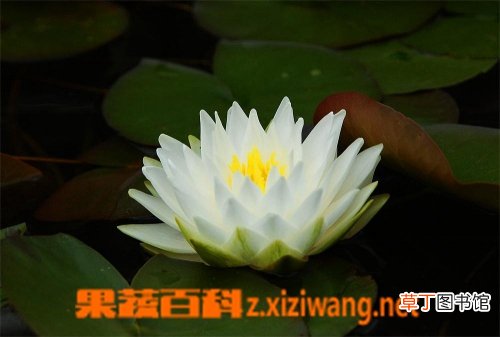 短毛独活的功效与作用