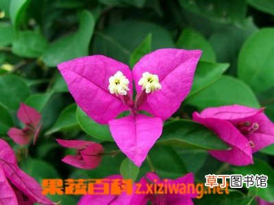 三角梅图片 三角梅的养殖方法
