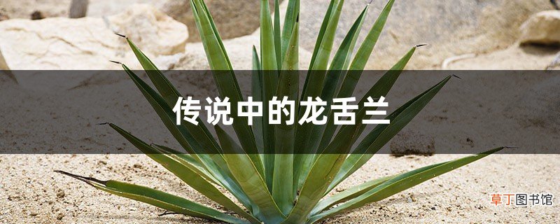 传说中的龙舌兰