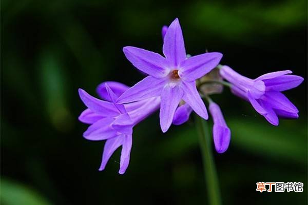 紫娇花的养殖方法和注意事项 – 花百科