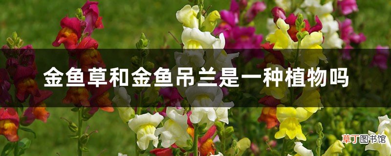 金鱼草和金鱼吊兰是一种植物吗
