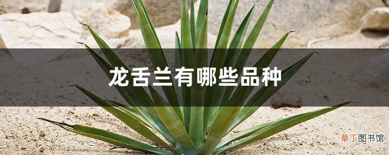 龙舌兰有哪些品种