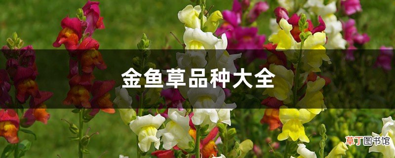 金鱼草品种大全