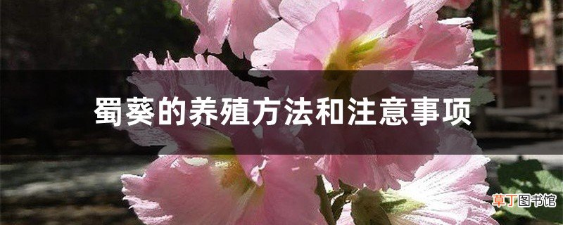 蜀葵的养殖方法和注意事项