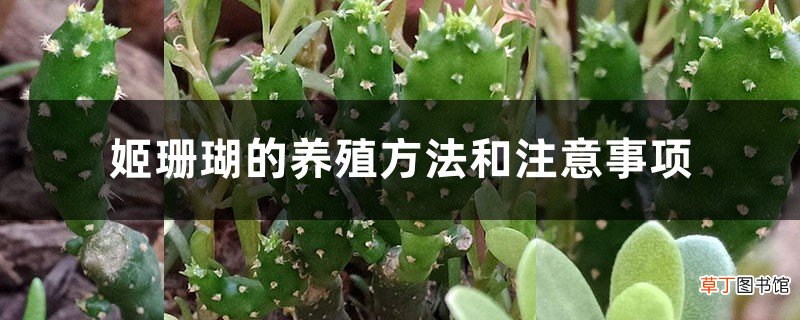 姬珊瑚的养殖方法和注意事项