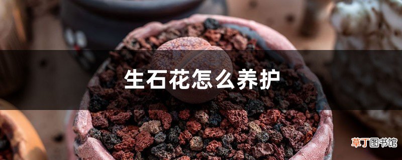 生石花怎么养护