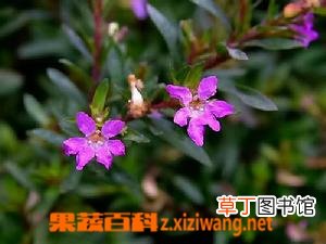 萼距花的功效与作用