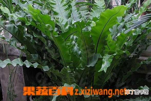 巢蕨的功效与作用