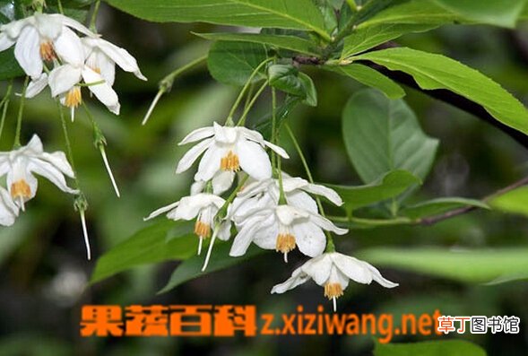 秤锤树的功效与作用