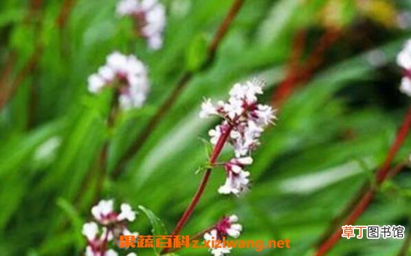 穗甘松精油的功效与作用 穗甘松精油的用途