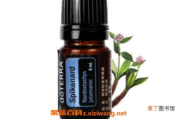 穗甘松精油的功效与作用 穗甘松精油的用途