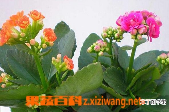 长寿花的功效与作用