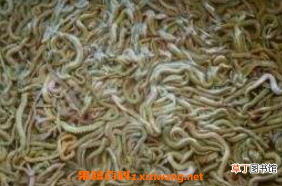 沙蚕的药用价值 沙蚕什么人不能吃