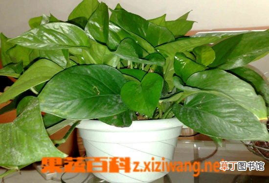 绿萝怎么养 绿萝养殖方法技巧