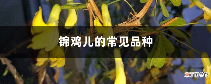 锦鸡儿的常见品种
