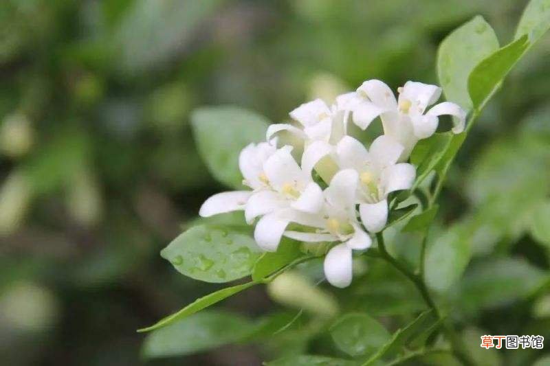 这些植物摆在家里会致命