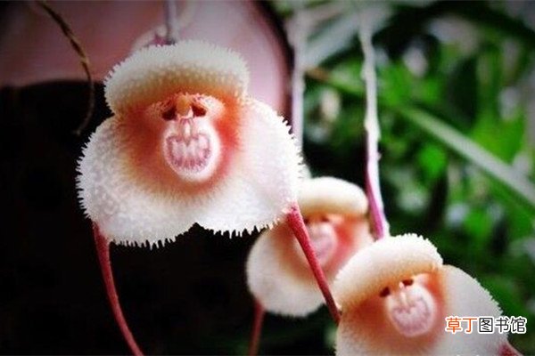 猴面小龙兰的养殖方法 – 花百科