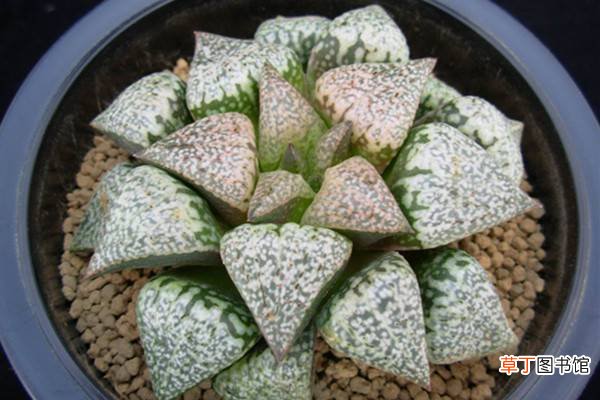 白银寿的养护方法 – 花百科