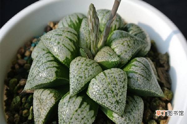 白银寿品级的甄别 – 花百科