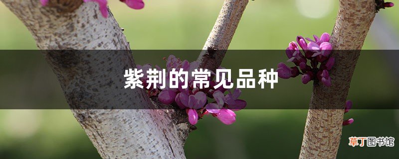 紫荆的常见品种