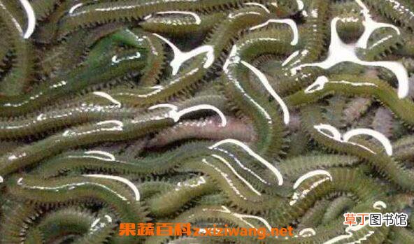 沙蚕的功效与作用 沙蚕的做法