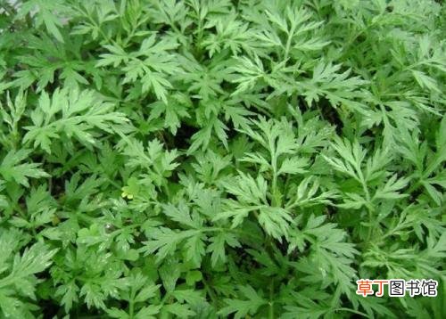 这样选桃子最管用 3个方法轻松洗掉桃毛