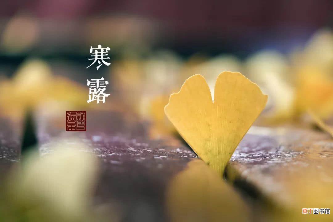 寒露前后种什么菜最合适?寒露前后种小麦吗