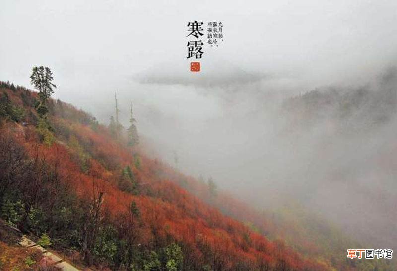 寒露前后种什么菜最合适?寒露前后种小麦吗