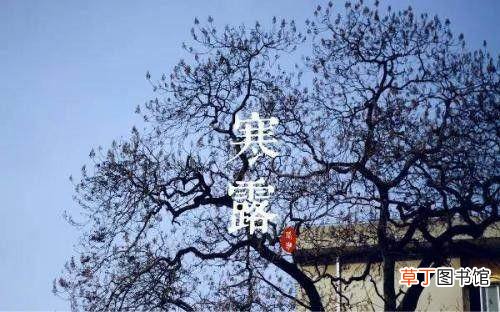 寒露前后种什么菜最合适?寒露前后种小麦吗