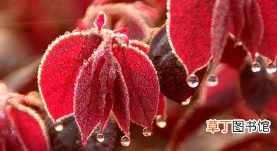 寒露养生吃什么最好?寒露养生吃什么有好处