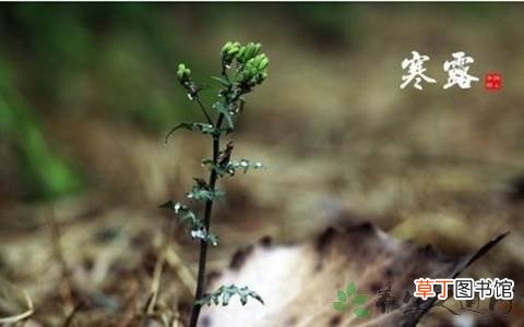 寒露养生吃什么最好?寒露养生吃什么有好处