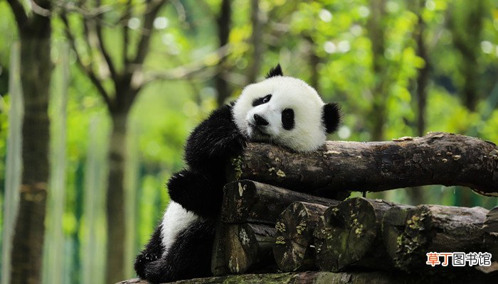 大熊猫有冬眠的习性吗