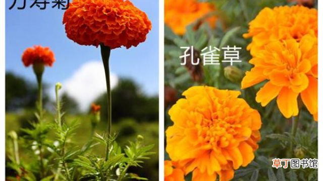 万寿菊和孔雀草的区别