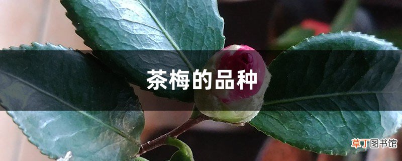 茶梅的品种