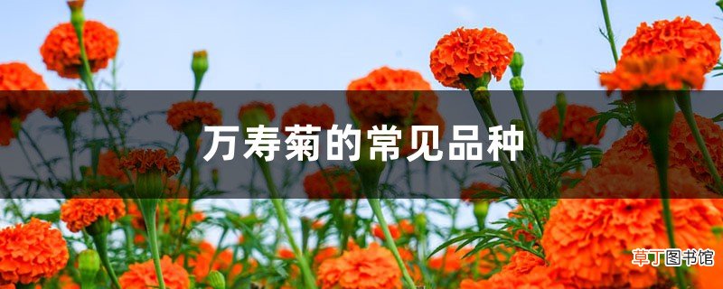 万寿菊的常见品种