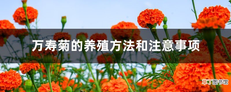 万寿菊的养殖方法和注意事项