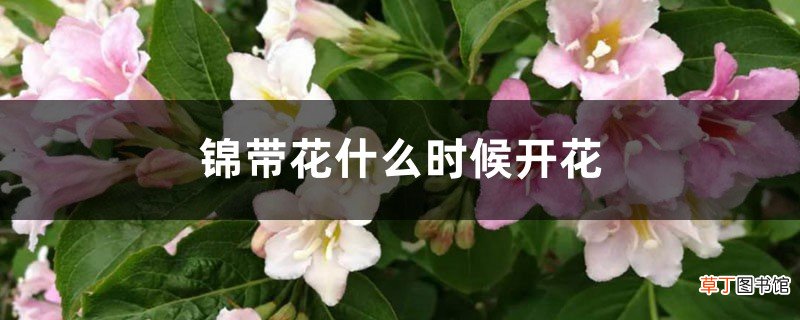 锦带花什么时候开花