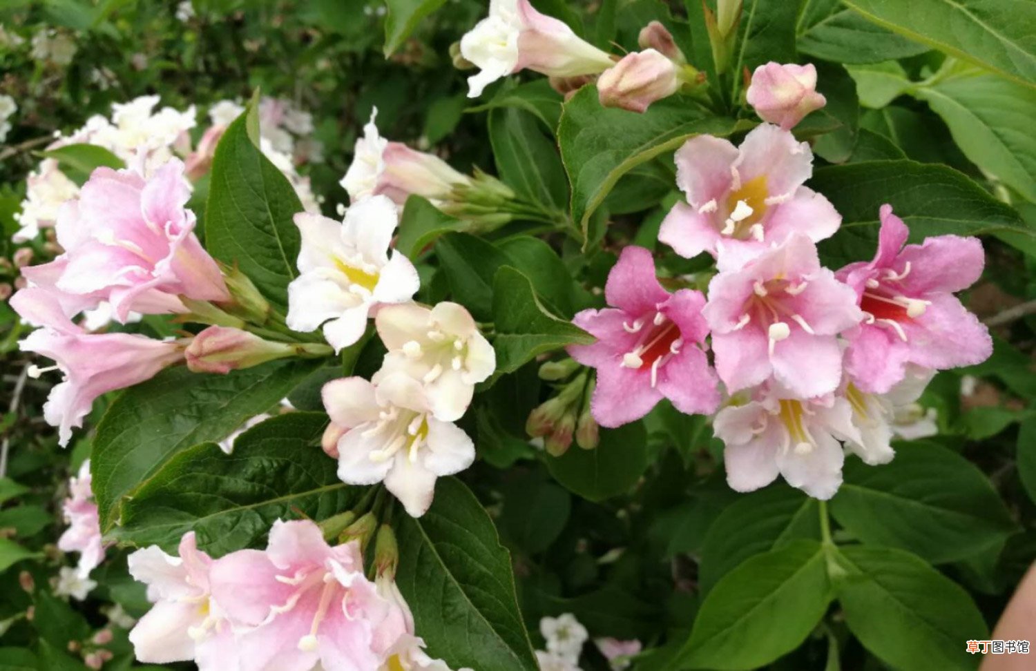 锦带花什么时候开花
