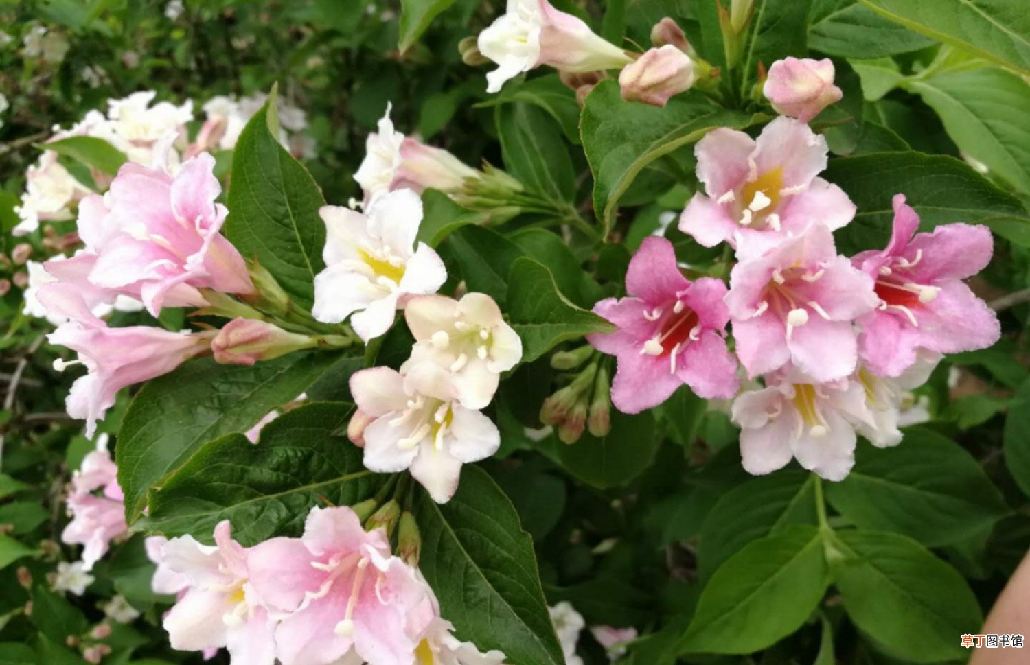锦带花什么时候开花