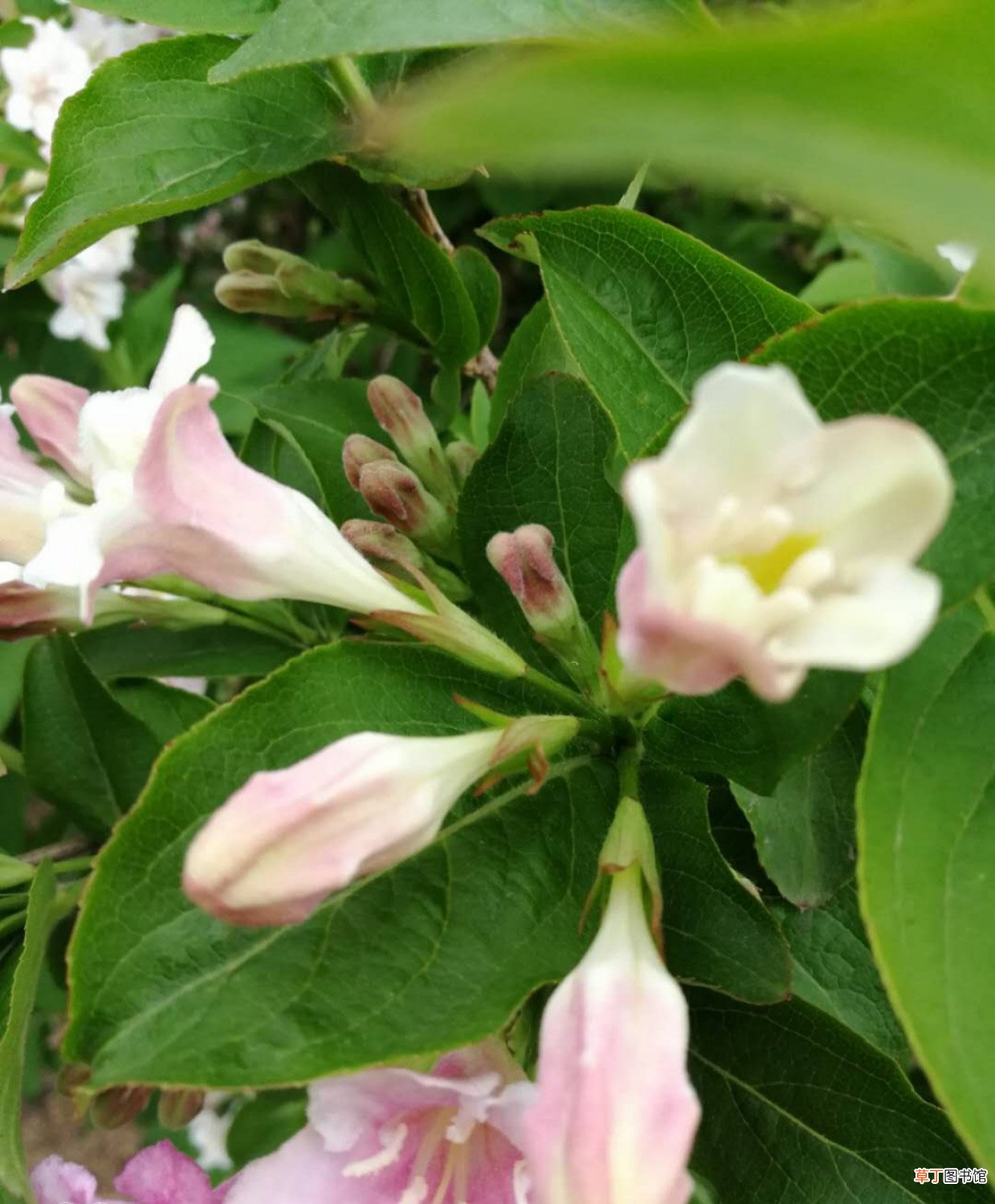 锦带花品种大全