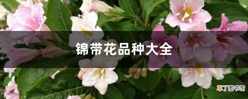 锦带花品种大全