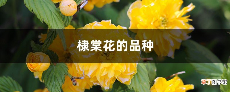 棣棠花的品种