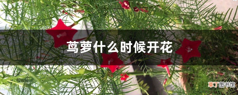 茑萝什么时候开花