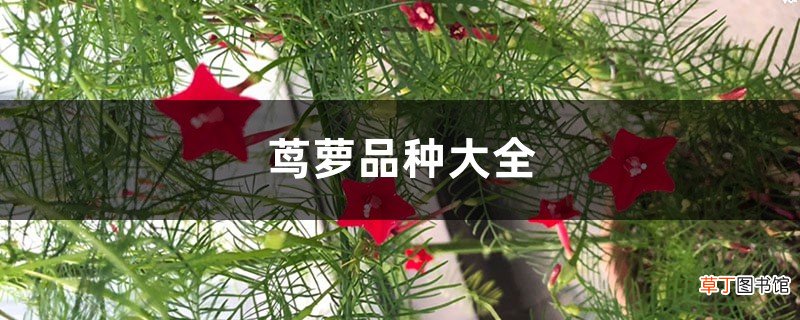 茑萝品种大全