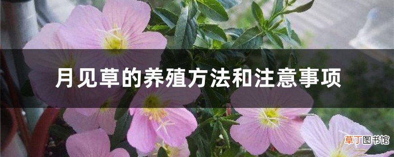 月见草的养殖方法和注意事项